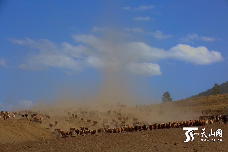 н®¹þ°ÍºÓÏØ¼¸Ê®ÍòÍ·ÉüÐó´óת³¡6