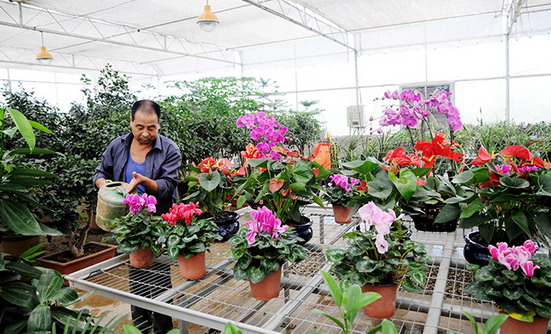 ��ľ���ܲ�ҵ�ѳ�Ϊ�������ũ�������¸�����Ҫ��Դ