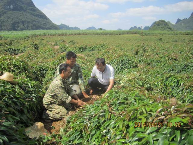 ����������Ⱥ���״�������ɽ��ֲ�ɹ�