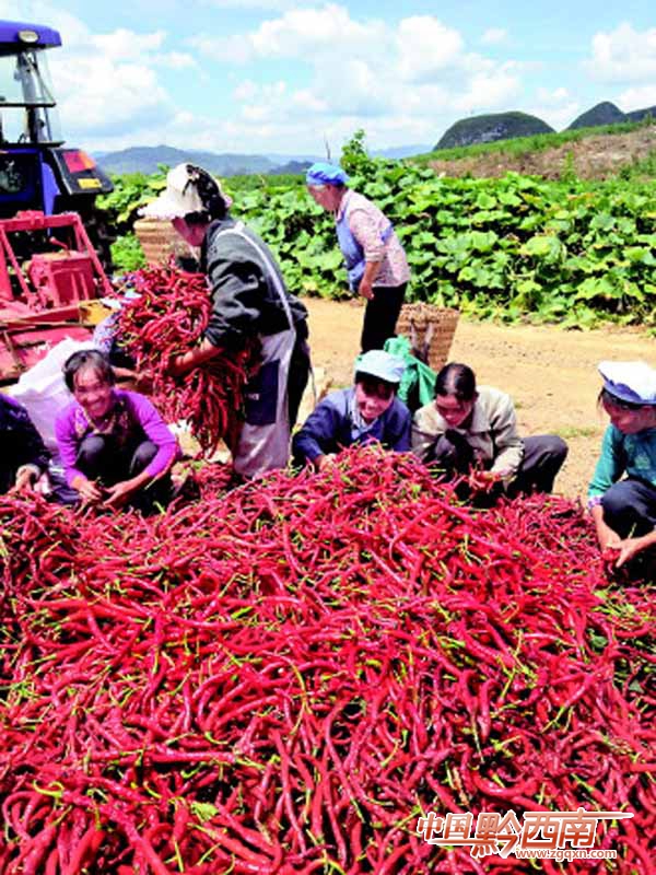 贵州安龙“订单”辣椒喜获丰收