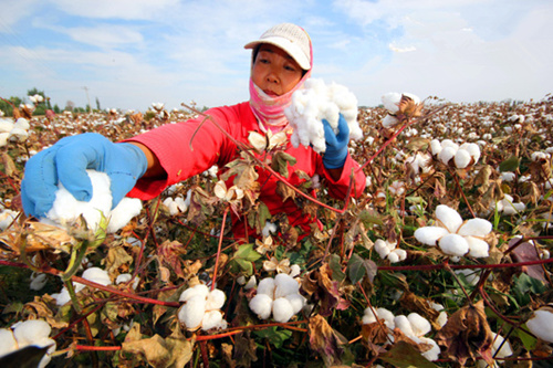 新疆兵团:新棉喜丰收 农民采收忙