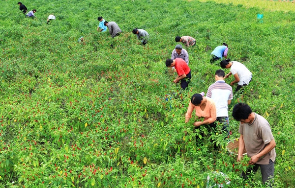 重庆黔江区:辣椒基地助村民就业增收