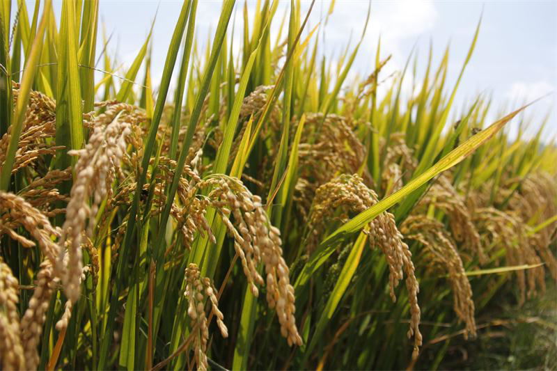 ���ϲ�����԰�򣺿������� ����ϲ��