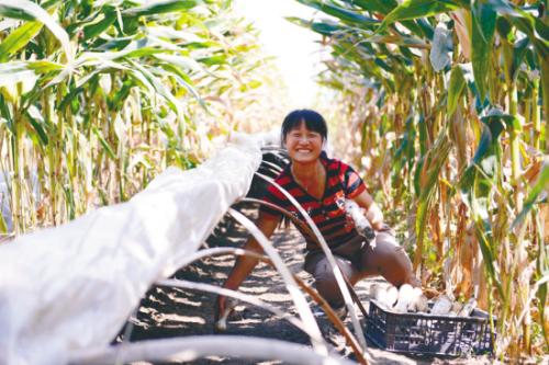 �������������׵���֡������ȹ�