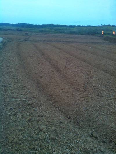 湖南东安县石期市镇油菜生产来势好