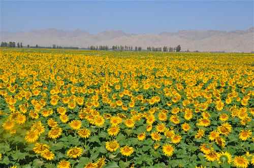 ���ɹŰ����׶��У��������������,������������