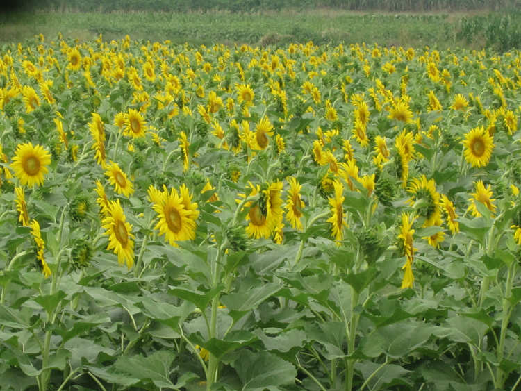 �����ڰ��Ϳ�ʢ��ӭ����