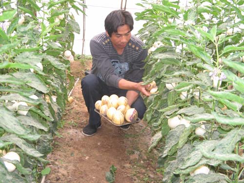 �������ţ���ֲ����ժ�˲ι�