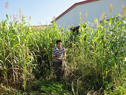 �������ؿ�չ�����������ֲ����