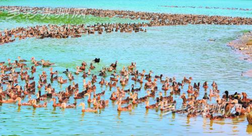 ��������С��Ѽ�������г� ��ֳ��ÿ������3��Ԫ