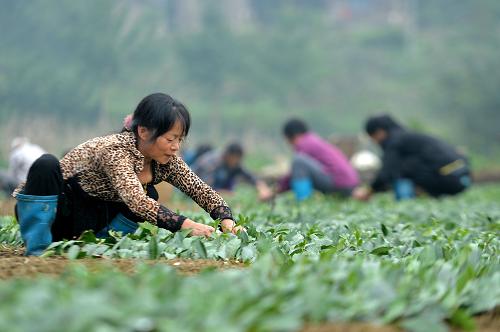 927գʡʩұһҶרҵԱǤ嵱ҶƷ֡10š