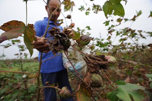 安徽长丰:低温阴雨寡照致部分棉田减产