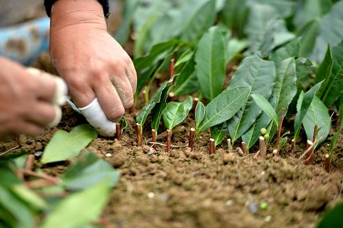 927գʡʩұһҶרҵԱǤ嵱ҶƷ֡10š