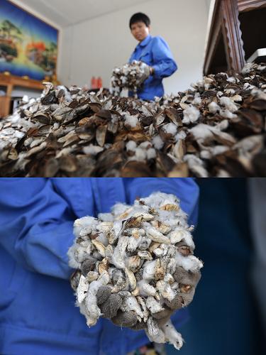 9月26日,安徽省合肥市长丰县的农民吴寿英手捧采摘回来的霉变的棉花(拼版图片)。