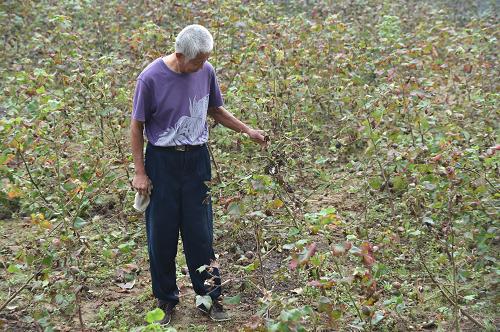 9月26日,安徽省合肥市长丰县的农民张圣和在棉田里查看受灾的棉花。
