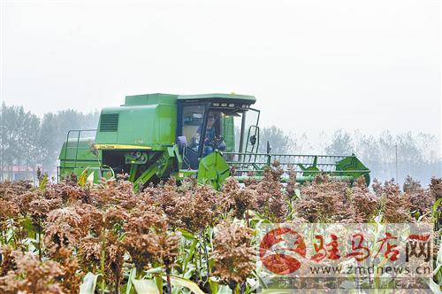 河南汝南县:订单高粱 富了群众