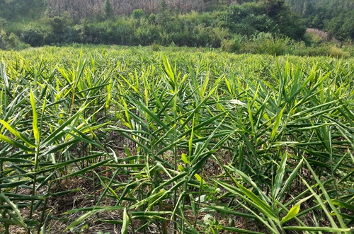 �����ϵ�����չ��ɫ��ֲЧ���