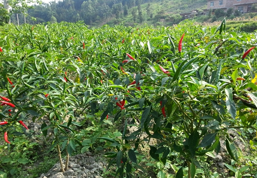 �����ϵ�����չ��ɫ��ֲЧ���2