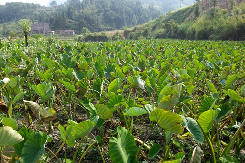 �����ϵ�����չ��ɫ��ֲЧ���3