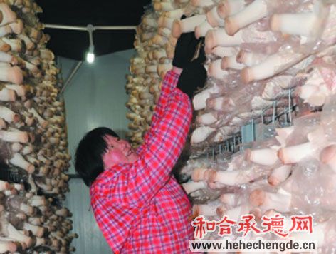 �ӱ��е£���׼�����г� �ӿ�ʳ�þ���ҵ��չ