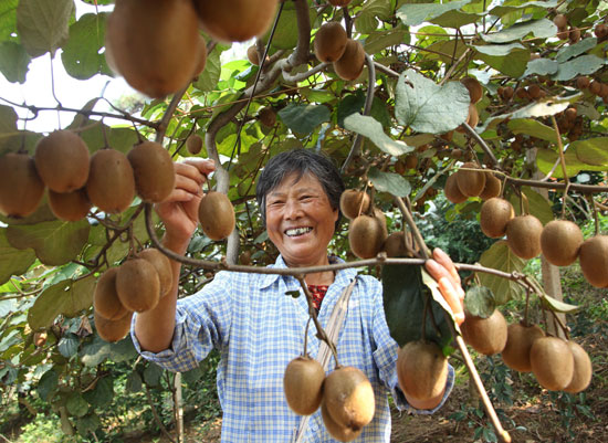 Ͻɽֲ300Ķ⨺ ȫҹϲ