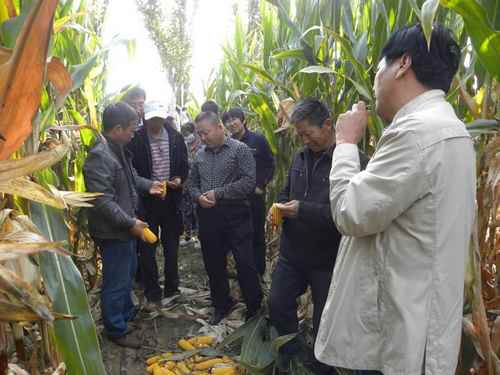 ��ϸ�������׸߲������������׳��Ƽ�Ԥ�Ʋ���