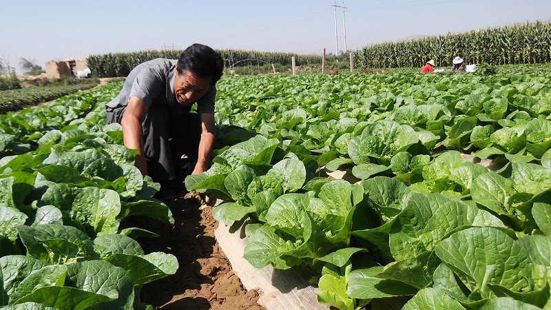 ����������������Ⱥ�ڷ�չ��ԭ�Ĳ�