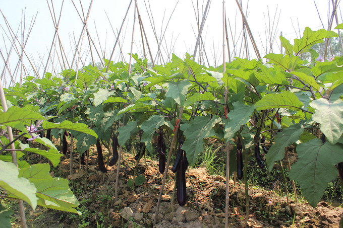 ��������ƽ���޹����߲� ������Ч���