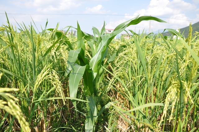 ��������̽����ʳ��ֲ��ģʽ����ɹ�