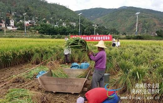 云南南涧县水稻高产创建通过州级专家验收