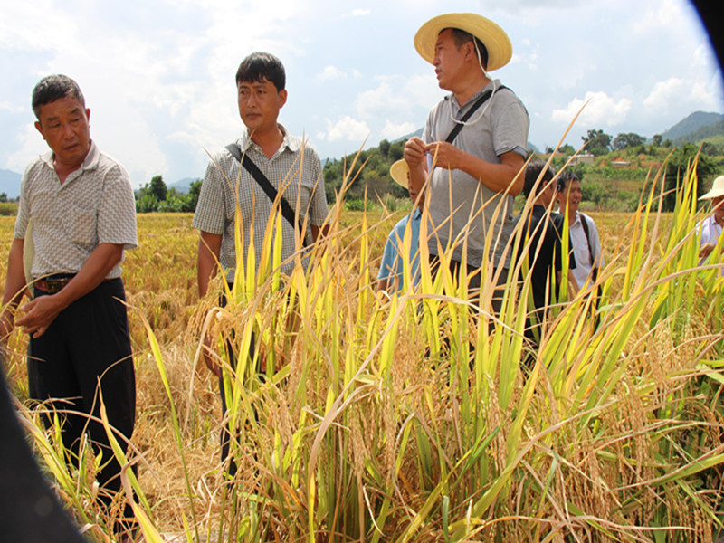 云南镇康县2014年水稻高产创建观摩会在勐捧镇召开