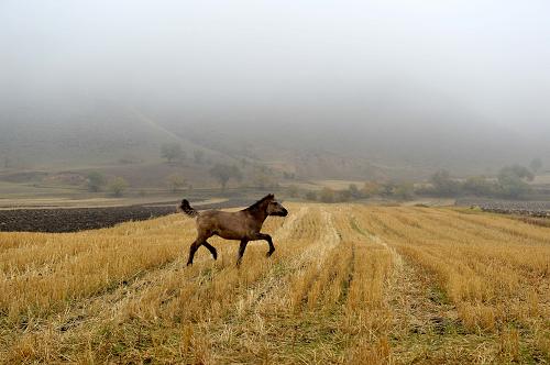 10��7�գ����ɹų���п�ʲ������֥�������Դ�壬һƥС���Ա����ڸ��ո���������С�