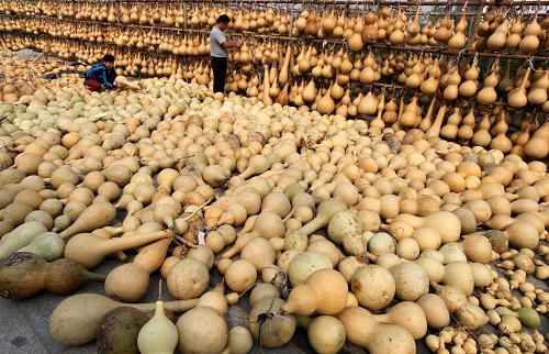 10��5�գ�����ׯ������ׯ��ǧĶ��«��ֲ���أ����ǳ������������ɹ���պ�«��