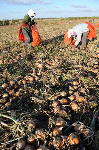 ���ɹų������ţ�����ڵ���ũ��������ջ�ũ���10��3���㣩��