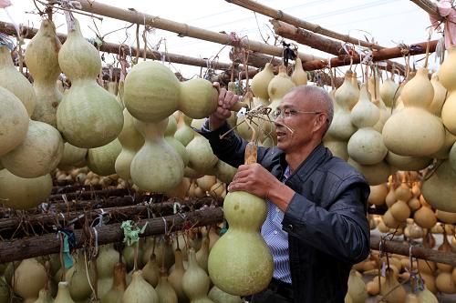 10��5�գ�����ׯ������ׯ��ǧĶ��«��ֲ���أ����ǳ������������ɹ���պ�«��