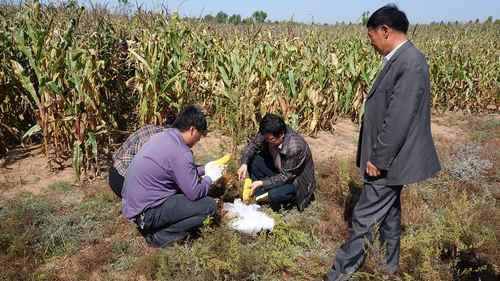 ���ɹŶ�����˹�и߲����������� ������˴ٳ�Ч2