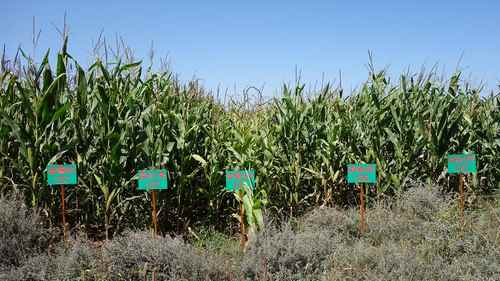 ���ɹŶ�����˹�и߲����������� ������˴ٳ�Ч3