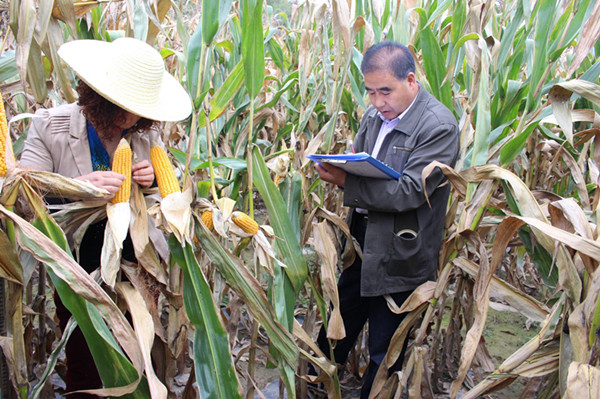甘肃天水秦州区旱作农业示范基地建设项目玉米测产工作全面完成