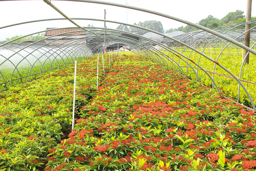 ¹ã¶«º×ɽÊÐÁú¿ÚÕòÓû½¨ÉèÏÖ´ú»¨»Üʾ·¶Çø