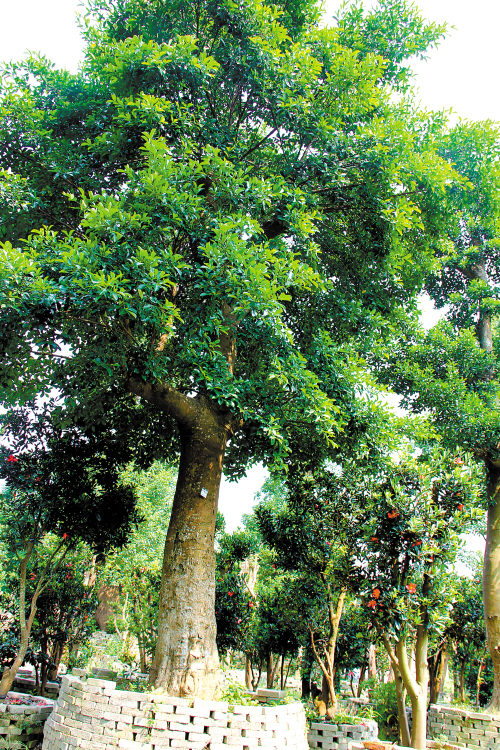 ´óÉÁÖÔ°ÒÕ³¡ÓµÓÐÊýǧ¿Ã´Ó¸÷µØÊÕ¹ºµÄ´óÊ÷¡£