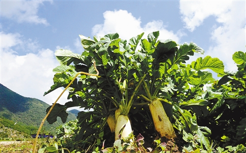 ÖØÇìÎ×Ϫ¸ßɽÊ߲˽øÈëÏã¸ÛÊг¡