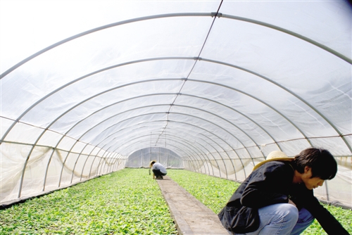 ��ƺ��ԧ�����������