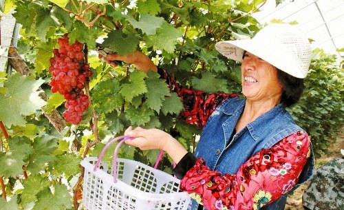 黑龙江佳木斯“特色+休闲”亮出郊区农业板块特色