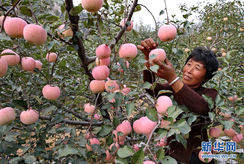 �ӱ�ʡ�����أ��ֹ���ֲ��ɽ��