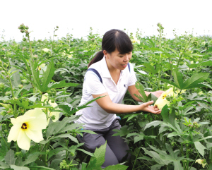 天津市武清区无名葵长势良好 预计每亩效益4000余元