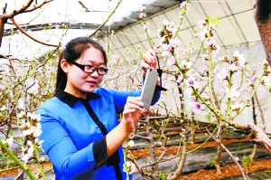 北京平谷今年开始供应“春节桃”