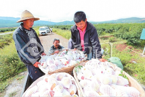 云南丽江雪桃优质高产 “笑傲江湖”