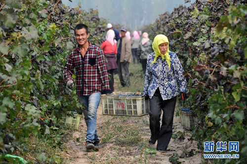 宁夏贺兰:金秋山麓 喜收葡萄