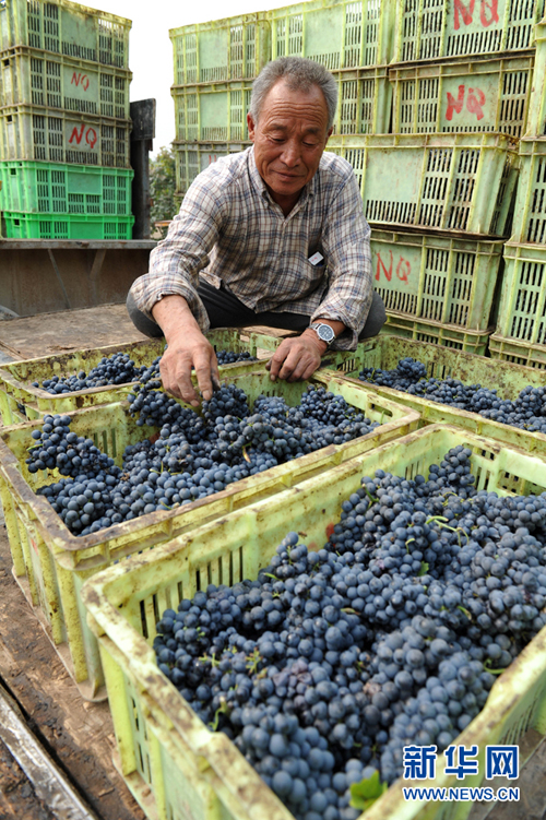 在宁夏回族自治区暖泉农场,当地果农将刚收获的酿酒葡萄装箱准备运往附近的酒庄交收(10月10日摄)。