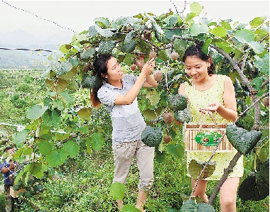 浙江江山猕猴桃畅销 奇异果市场奇迹如何续